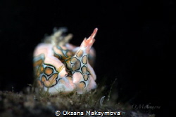 Psychedelic batwing slug (Sagaminopteron psychedelicum) by Oksana Maksymova 